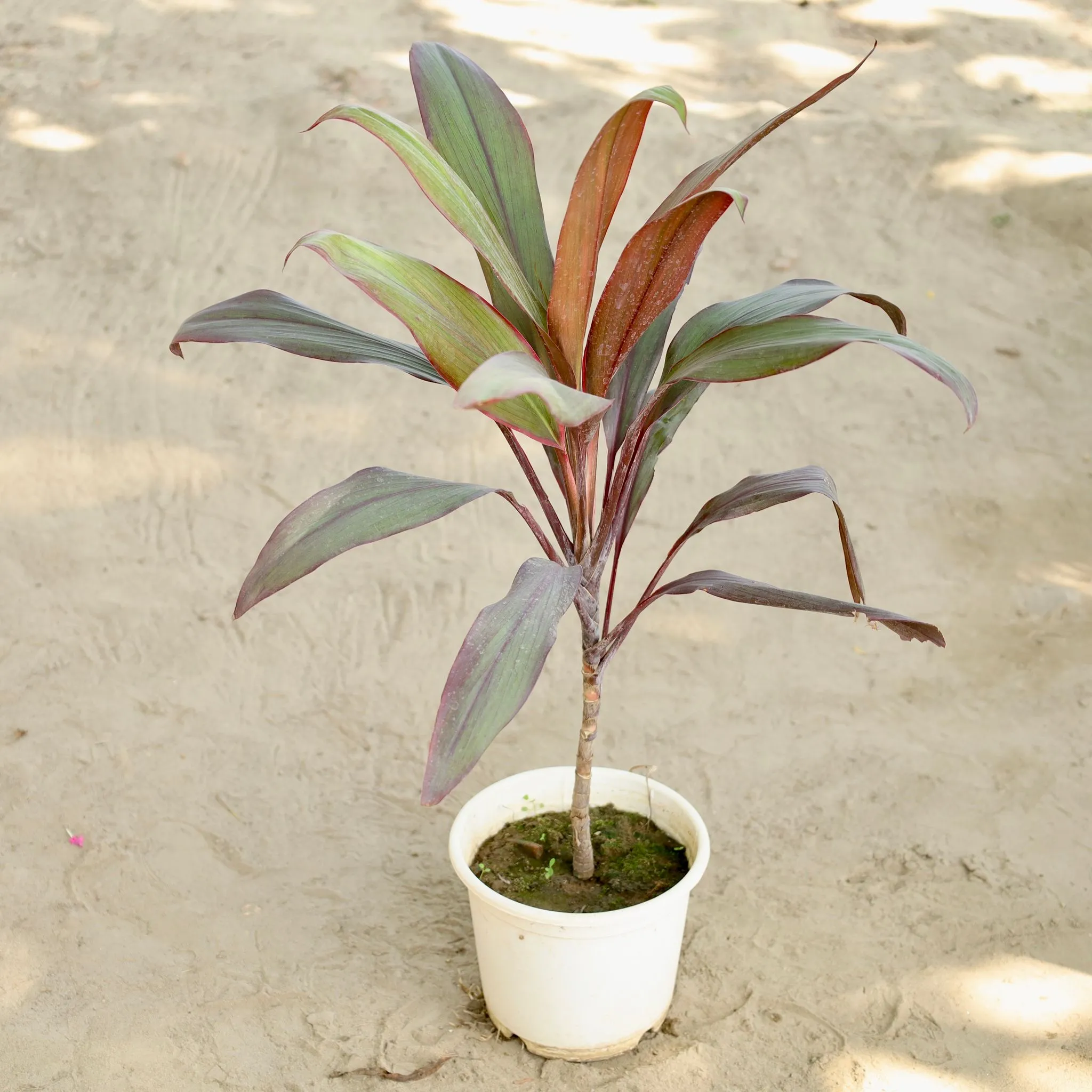 Dracaena Mahatma in 6 Inch Nursery Pot