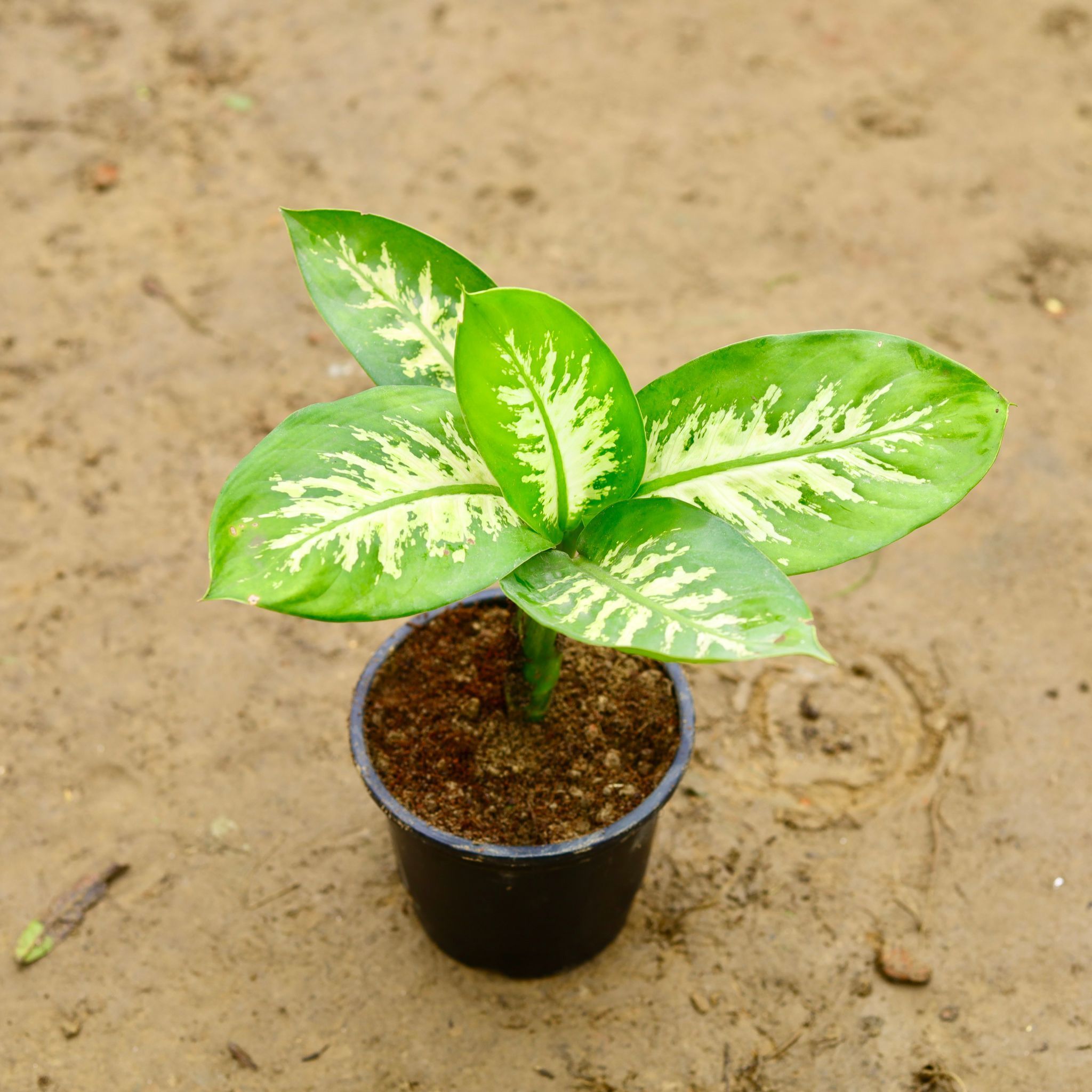 Dieffenbachia Green in 6 Inch Nursery Pot