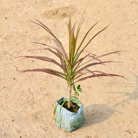 Dracaena Colorama / Marginata in 4 Inch Nursery Bag