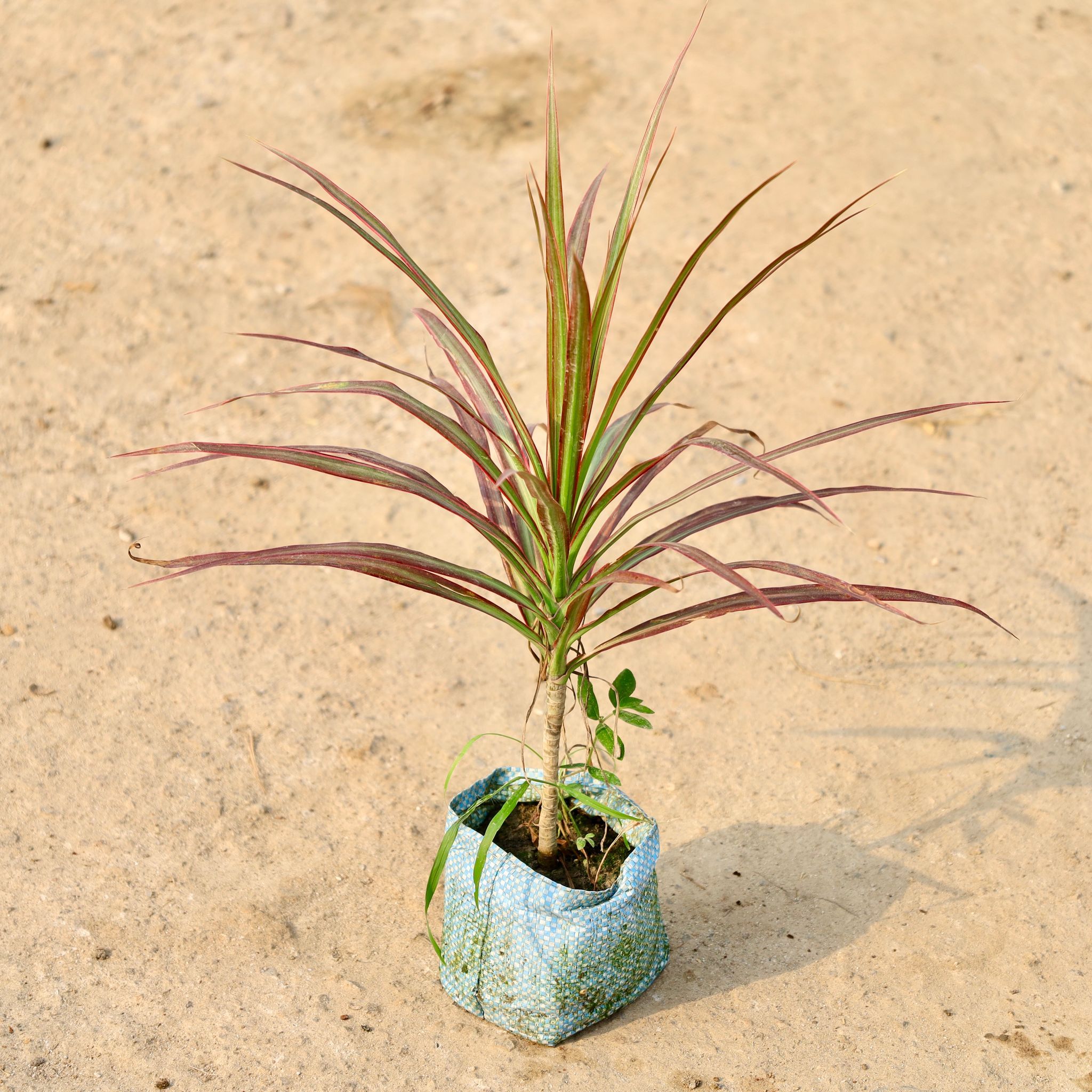 Dracaena Colorama / Marginata in 4 Inch Nursery Bag
