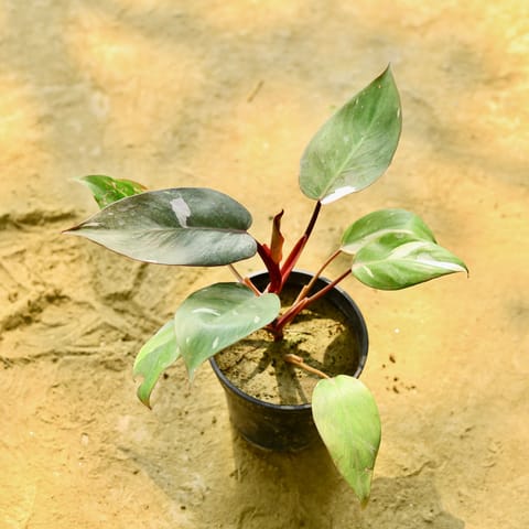 Philodendron Pink Princess in 6 Inch Nursery Pot