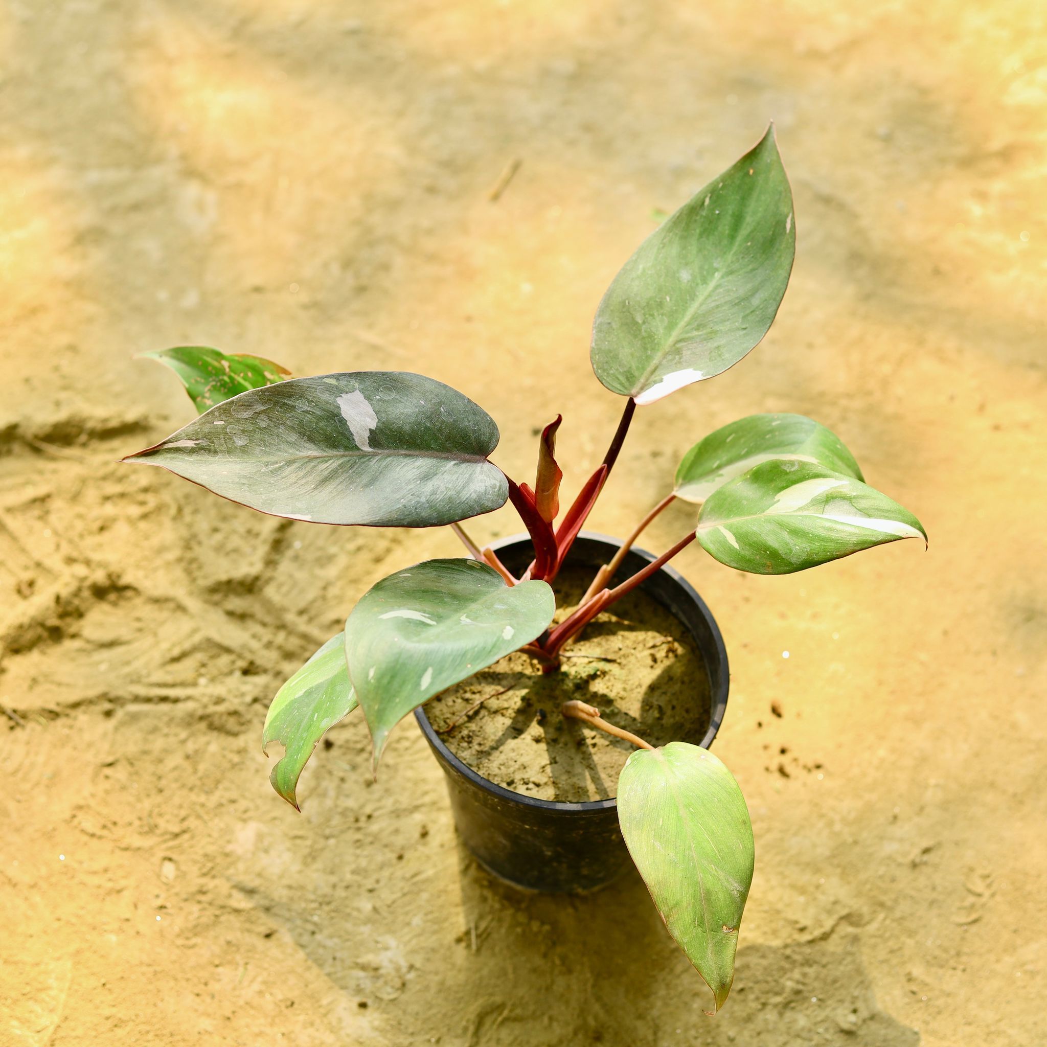 Philodendron Pink Princess in 6 Inch Nursery Pot