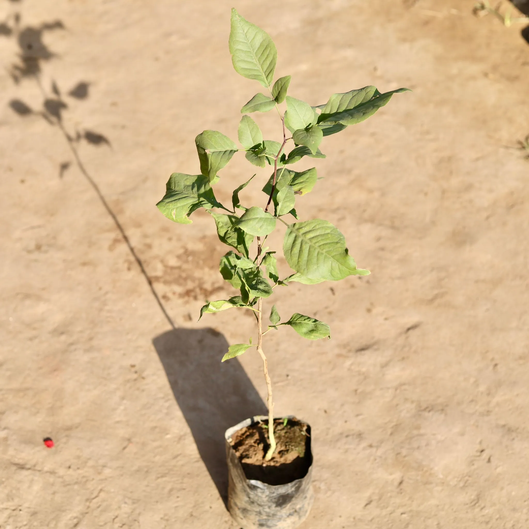 Bel Patra in 6 Inch Nursery Bag
