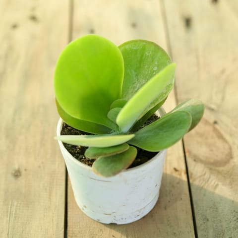 Kalancho Thyrsiflora / Kalanchoe Flapjack Succulent in 3 Inch Nursery Pot