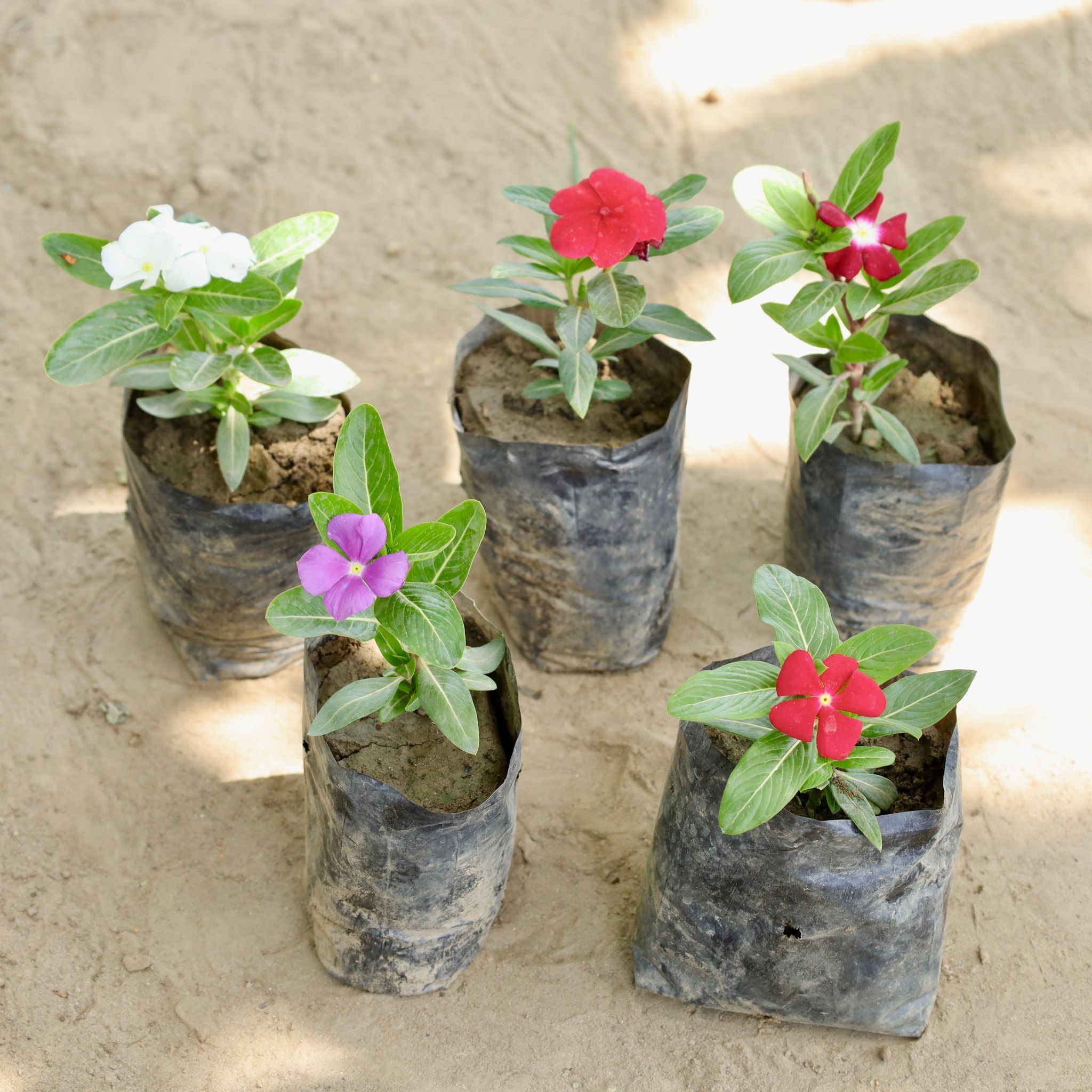 Set of 5 - Periwinkle / Sadabahar / Vinca (Any Colour)  in 4 Inch Nursery bag