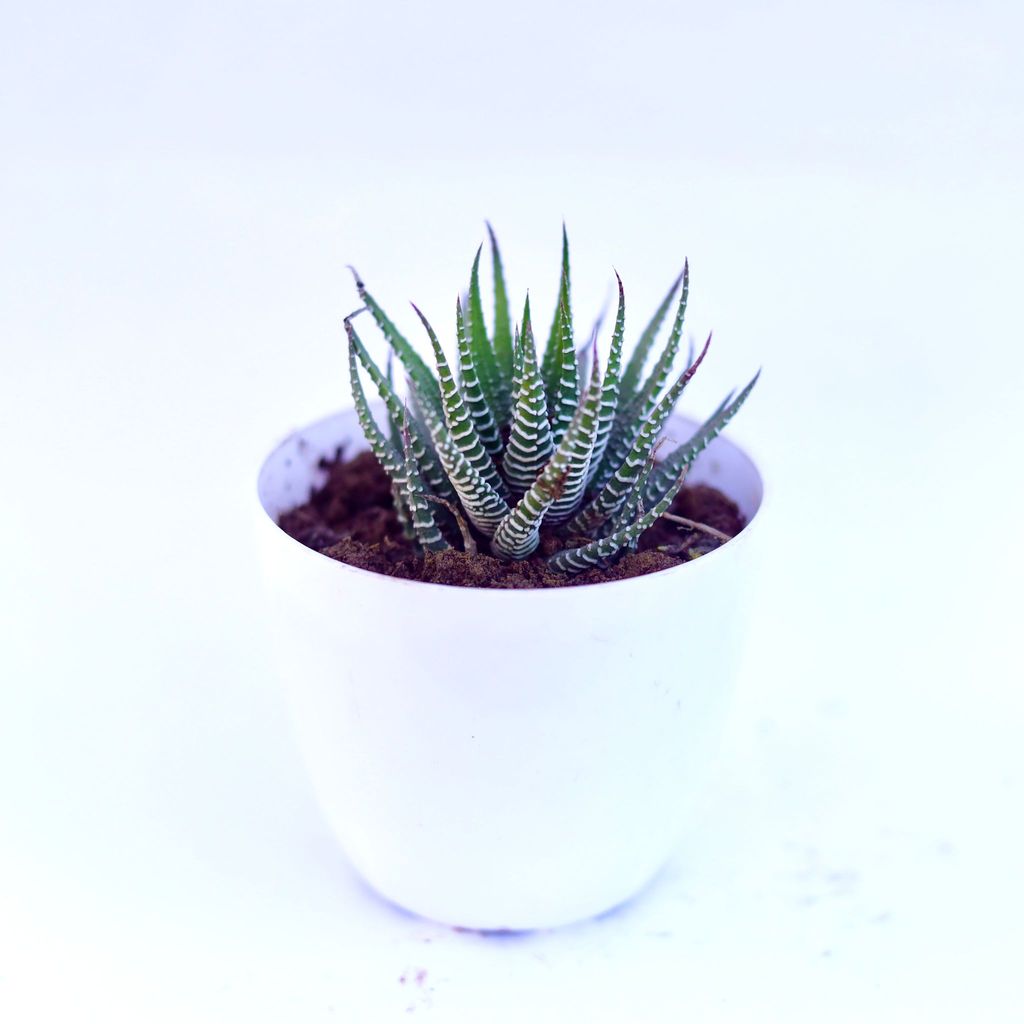 Haworthia Zebrina in 4 Inch White Premium Orchid Round Plastic Pot