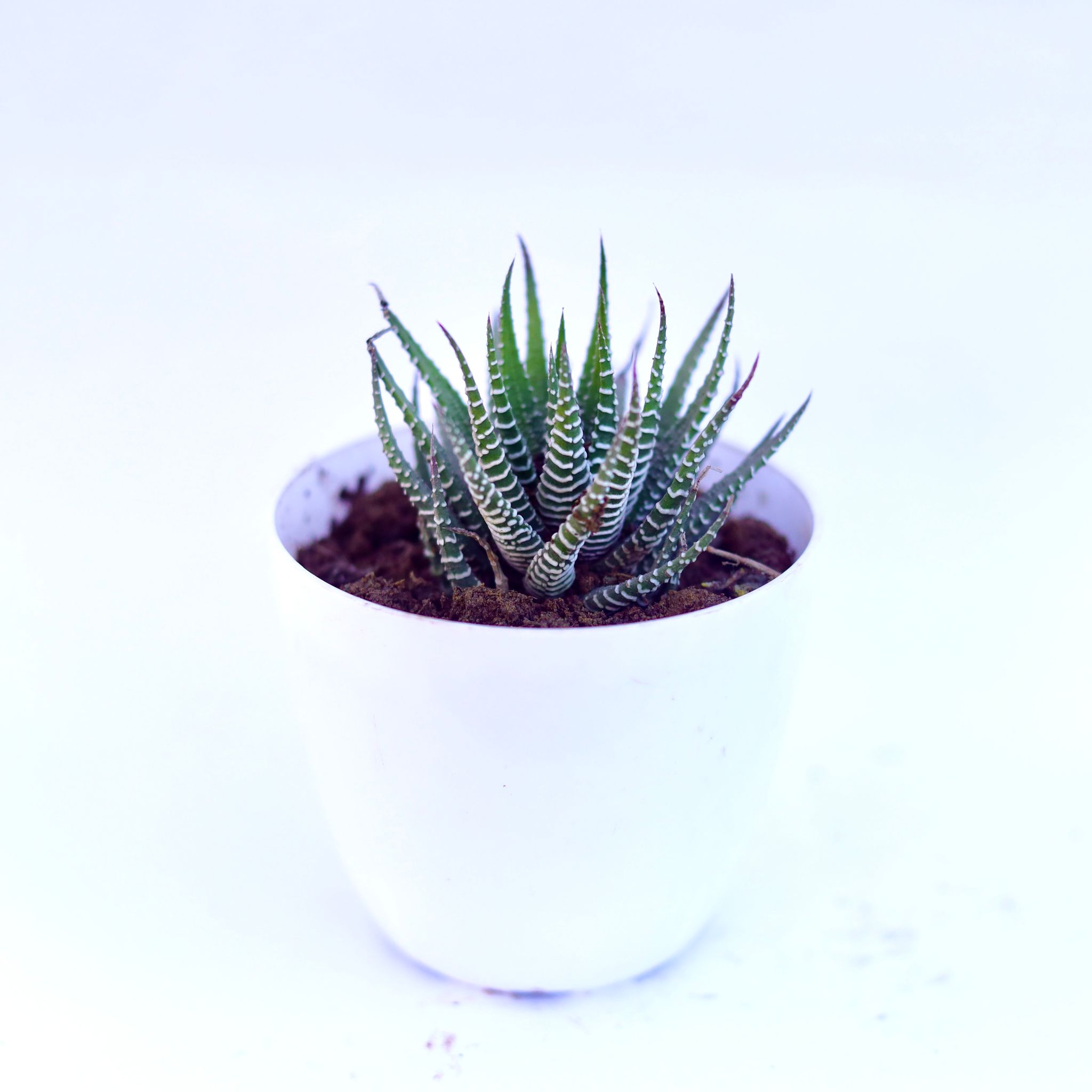 Haworthia Zebrina in 4 Inch White Premium Orchid Round Plastic Pot