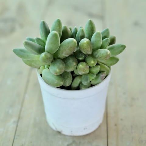 Pachyphytum Hookeri Succulent in 3 Inch White Nursery Pot