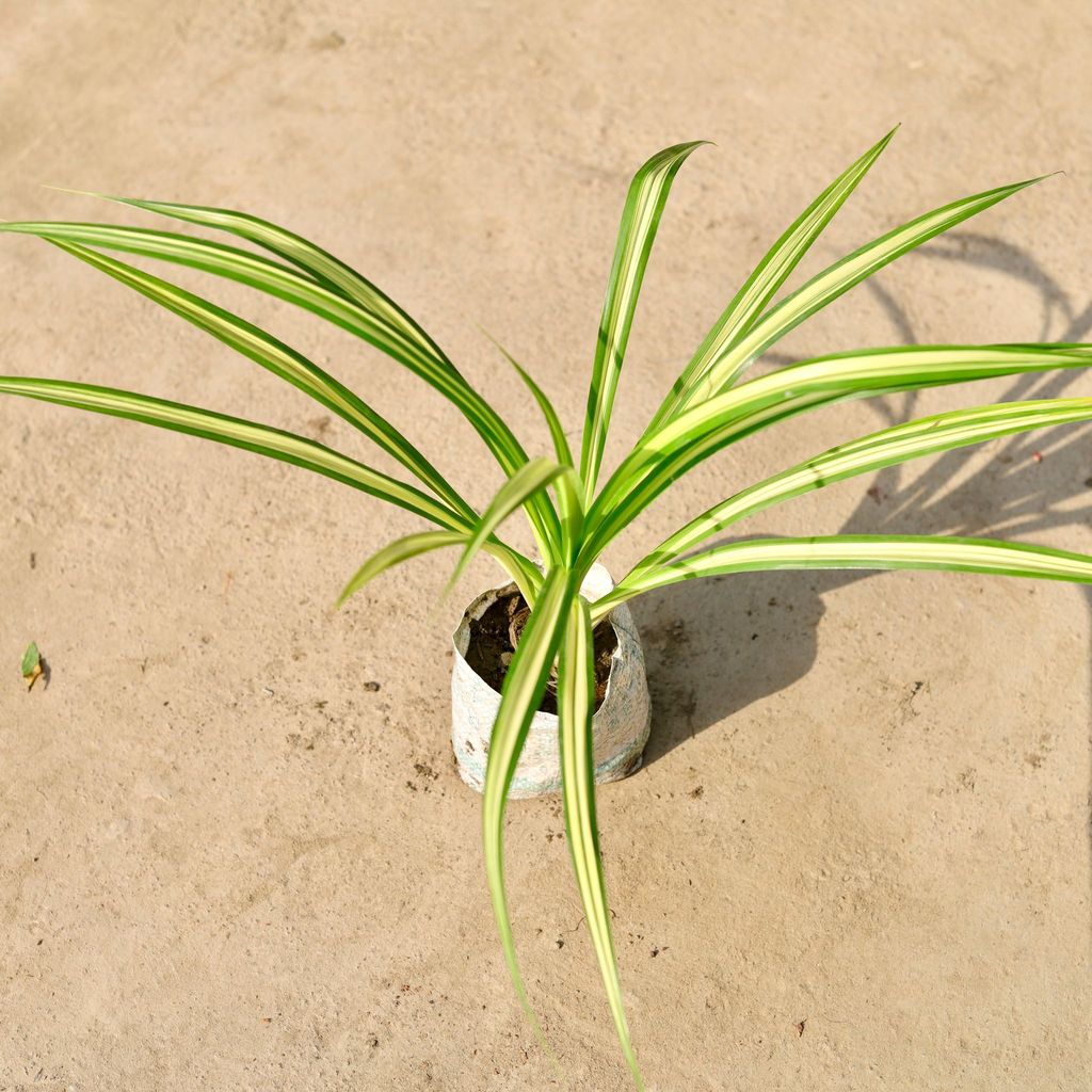 Pandanus / Screwpine in 4 Inch Nursery Bag