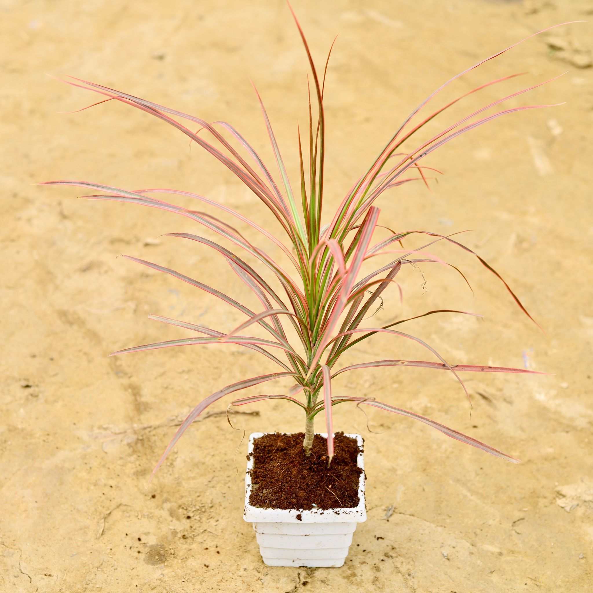 Dracaena Colorama / Marginata Red in 4 Inch White Marble Premium Orchid Square Plastic Pot - Table Top Special Indoor Plant