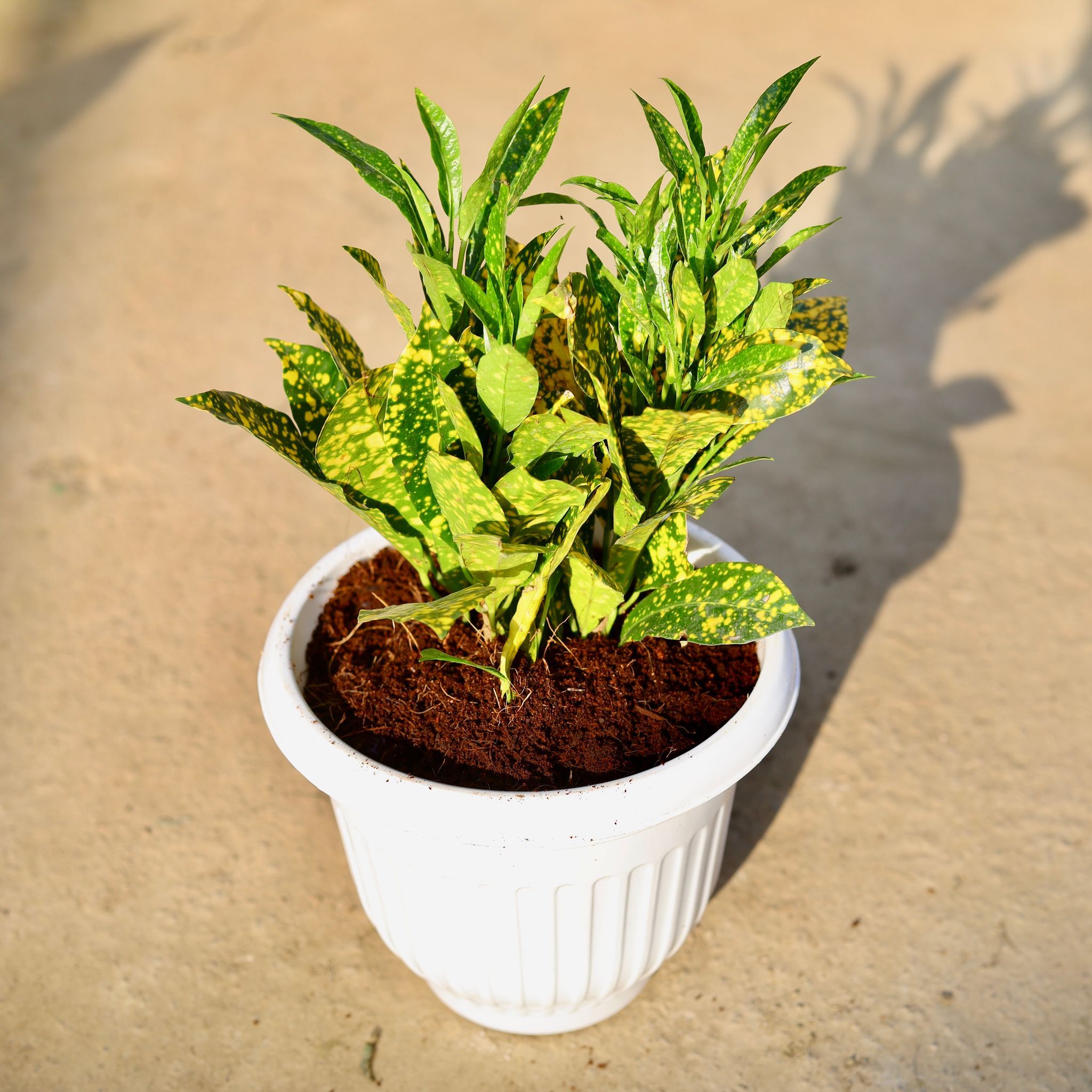 Baby Croton Gold Star in 8 Inch White Olive Plastic Pot