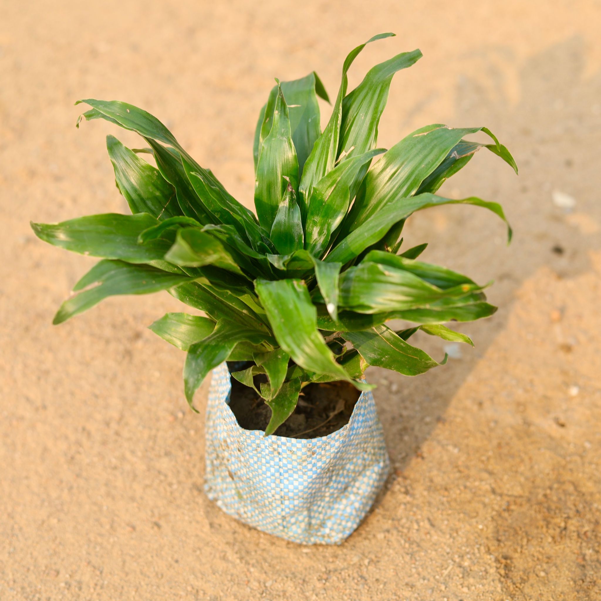 Dracaena Compacta in 5 Inch Nursery Bag