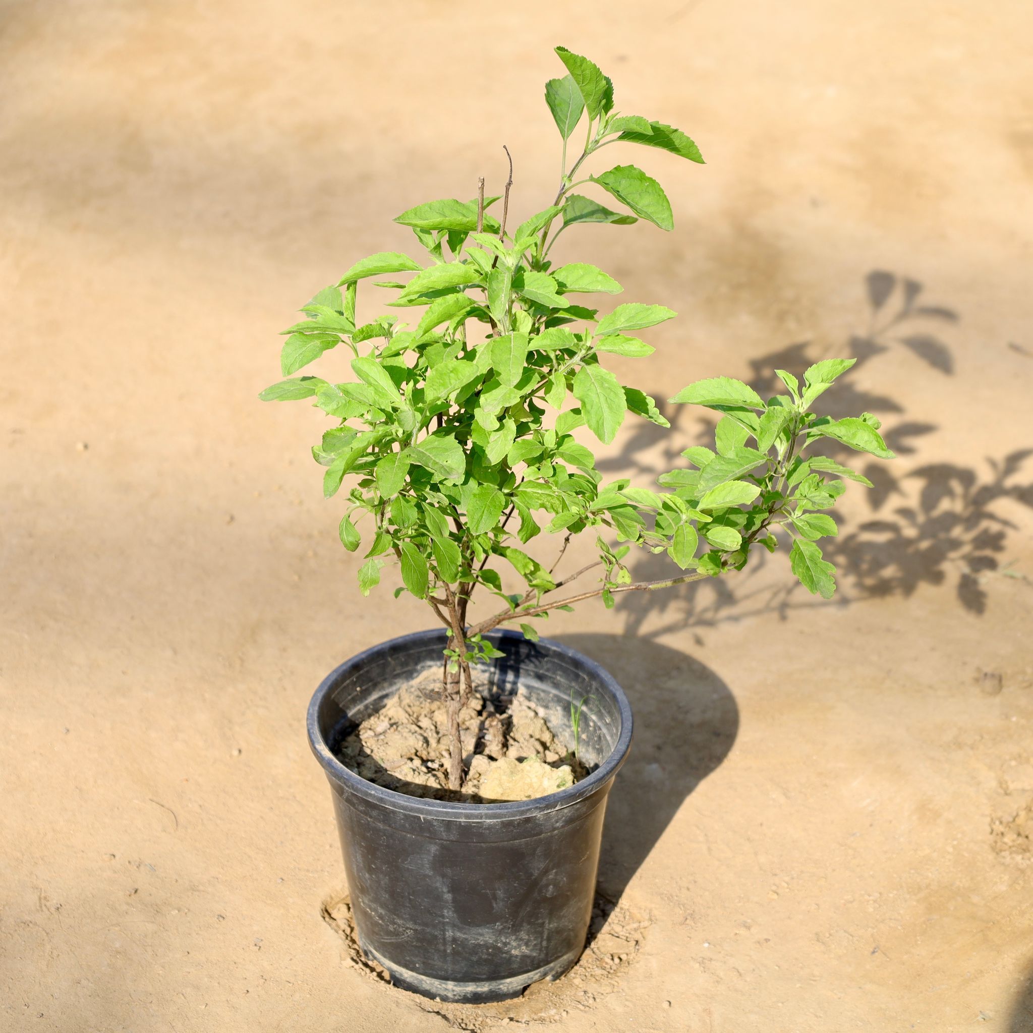 Rama Tulsi in 6 Inch Nursery Pot