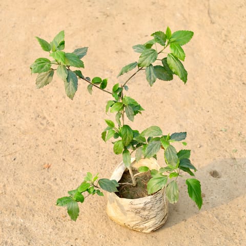 Hibiscus White in 8 Inch Nursery Bag
