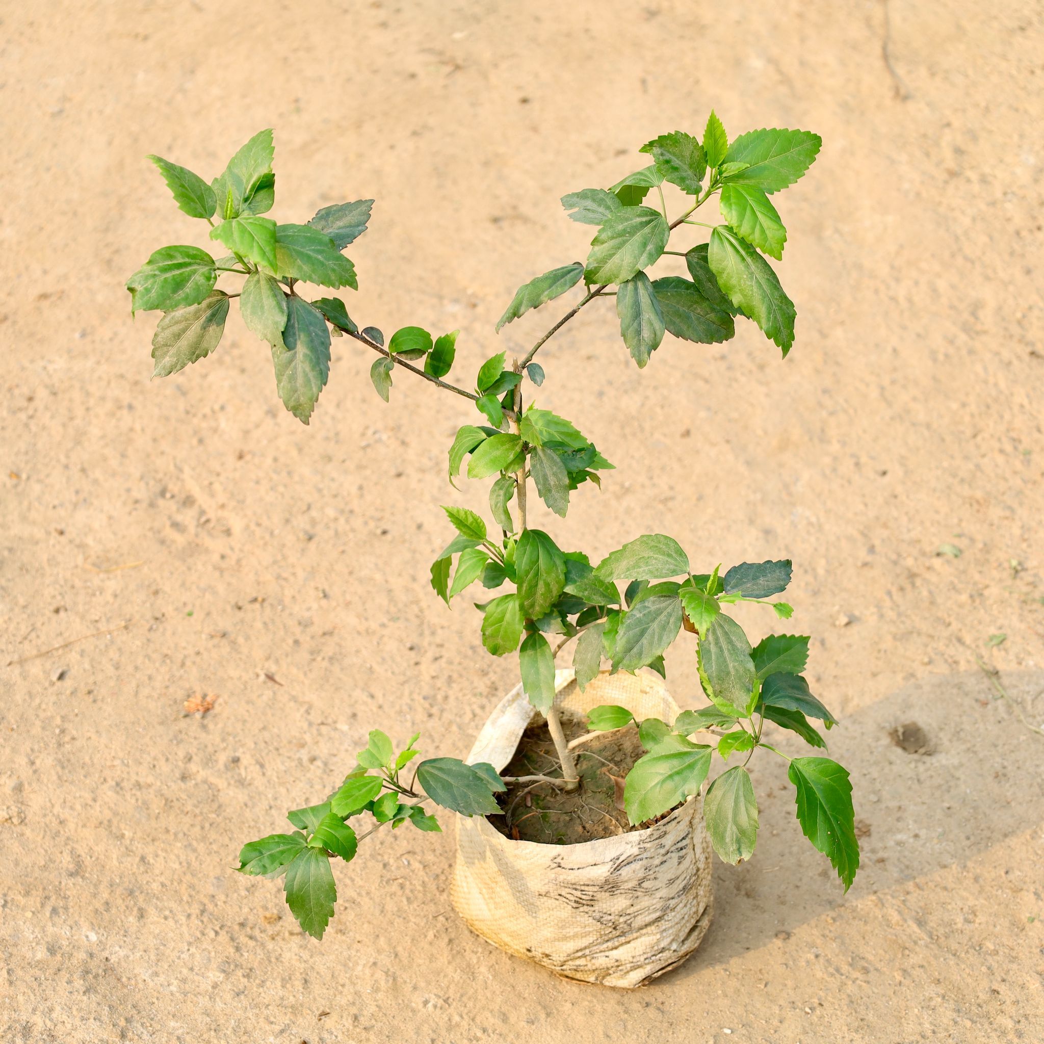 Hibiscus White in 8 Inch Nursery Bag