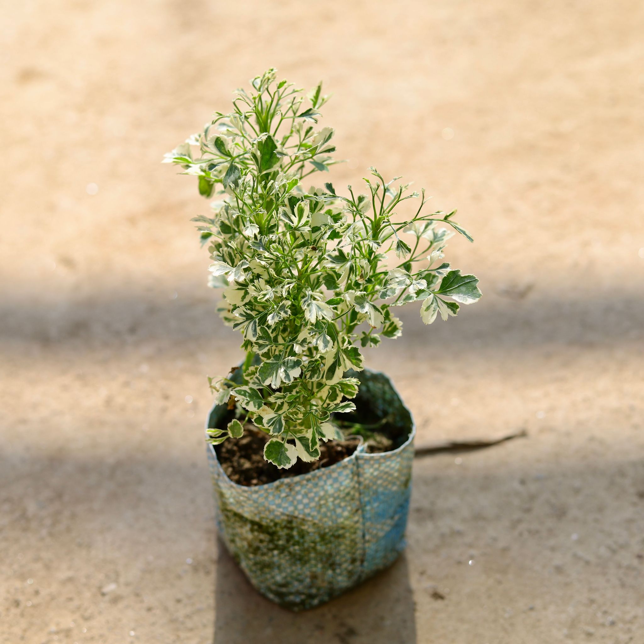Aralia White in 4 Inch Nursery bag