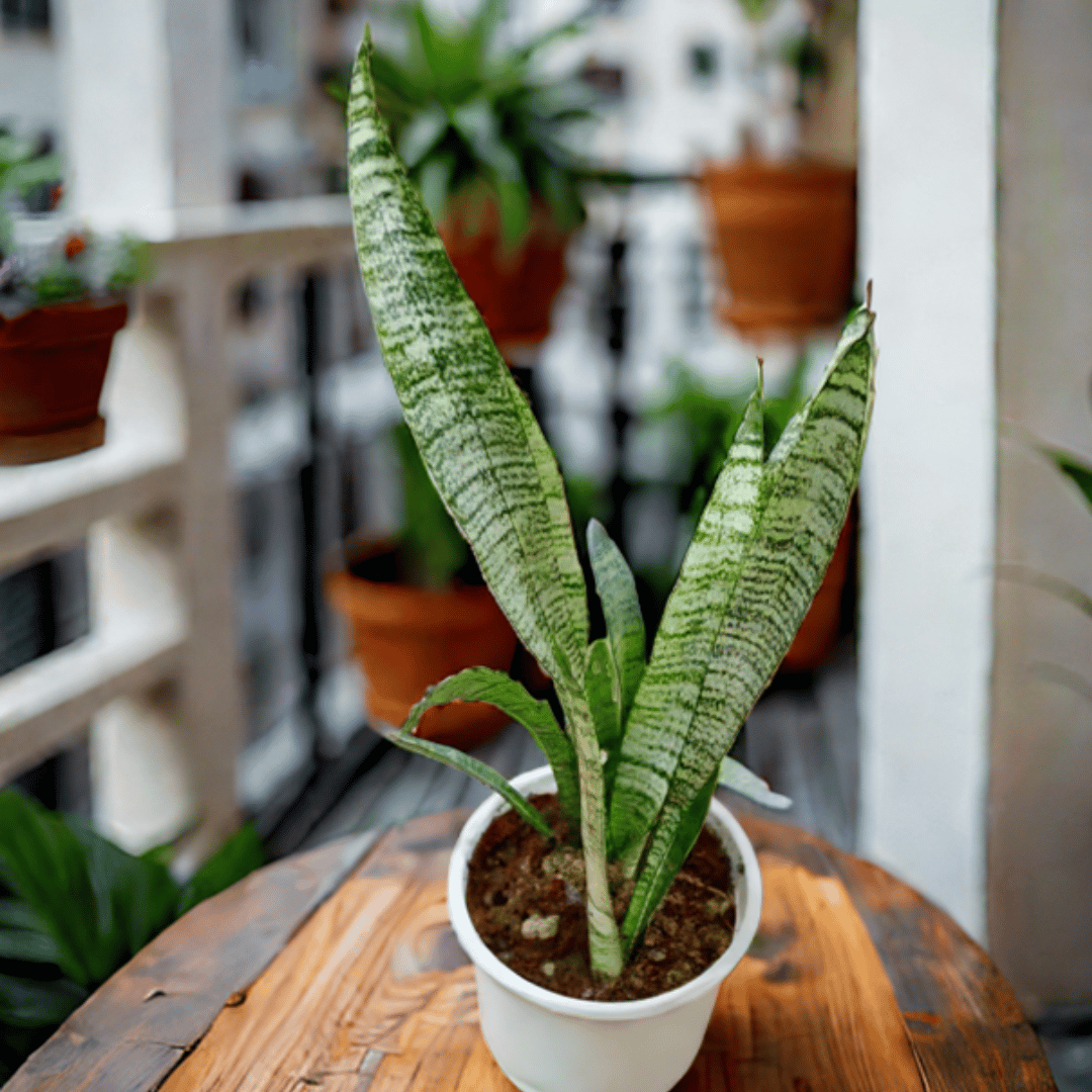 Snake Green in 4 Inch Nursery Pot