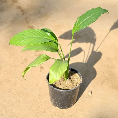 Peace lily (any colour) in 5 Inch Nursery Pot