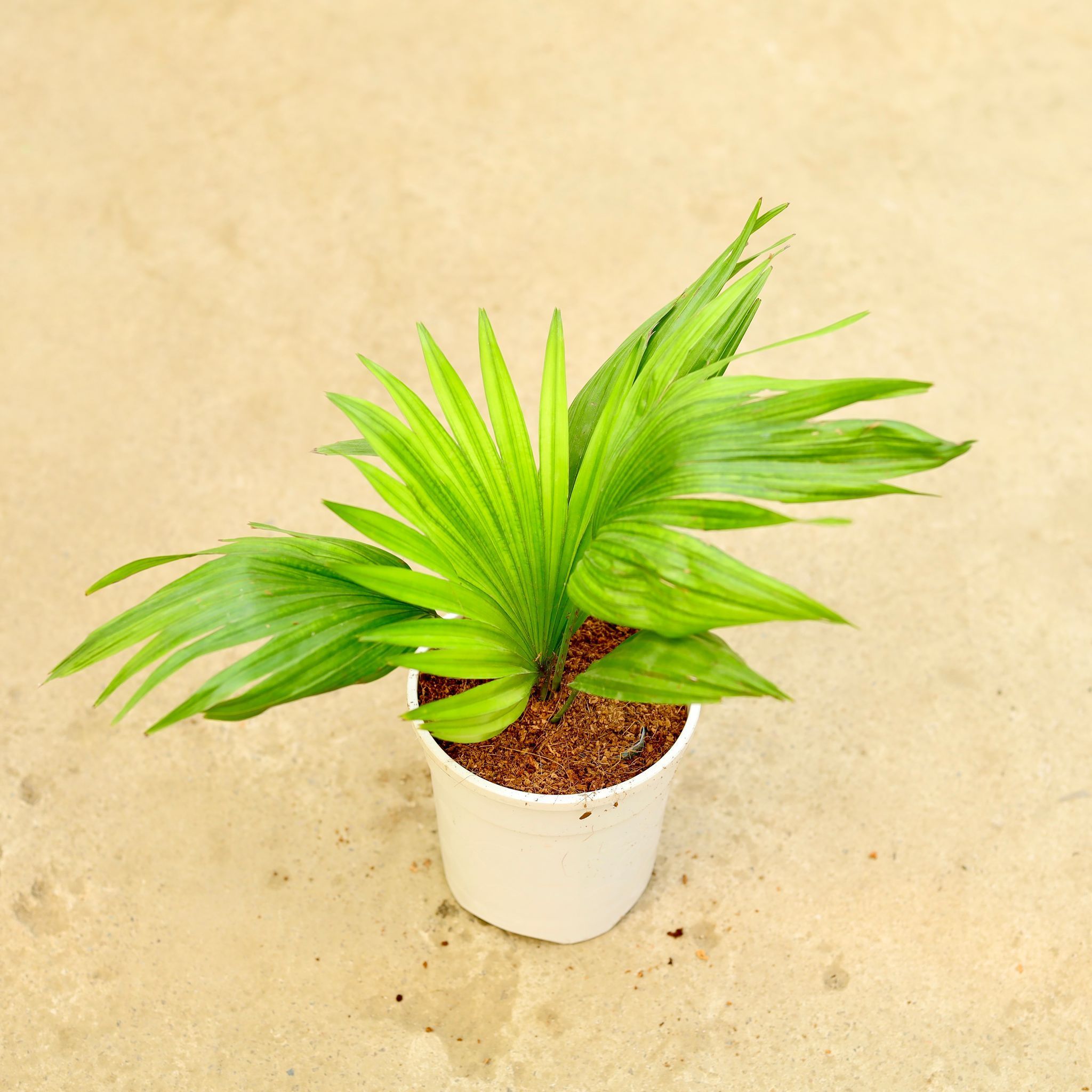 China / Fan Palm in 5 Inch White Nursery Pot