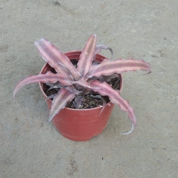 Buy Cryptanthus Dark Pink in 4 Inch Plastic Pot Online | Urvann.com Cryptanthus any colour in 4 Inch Nursery Pot