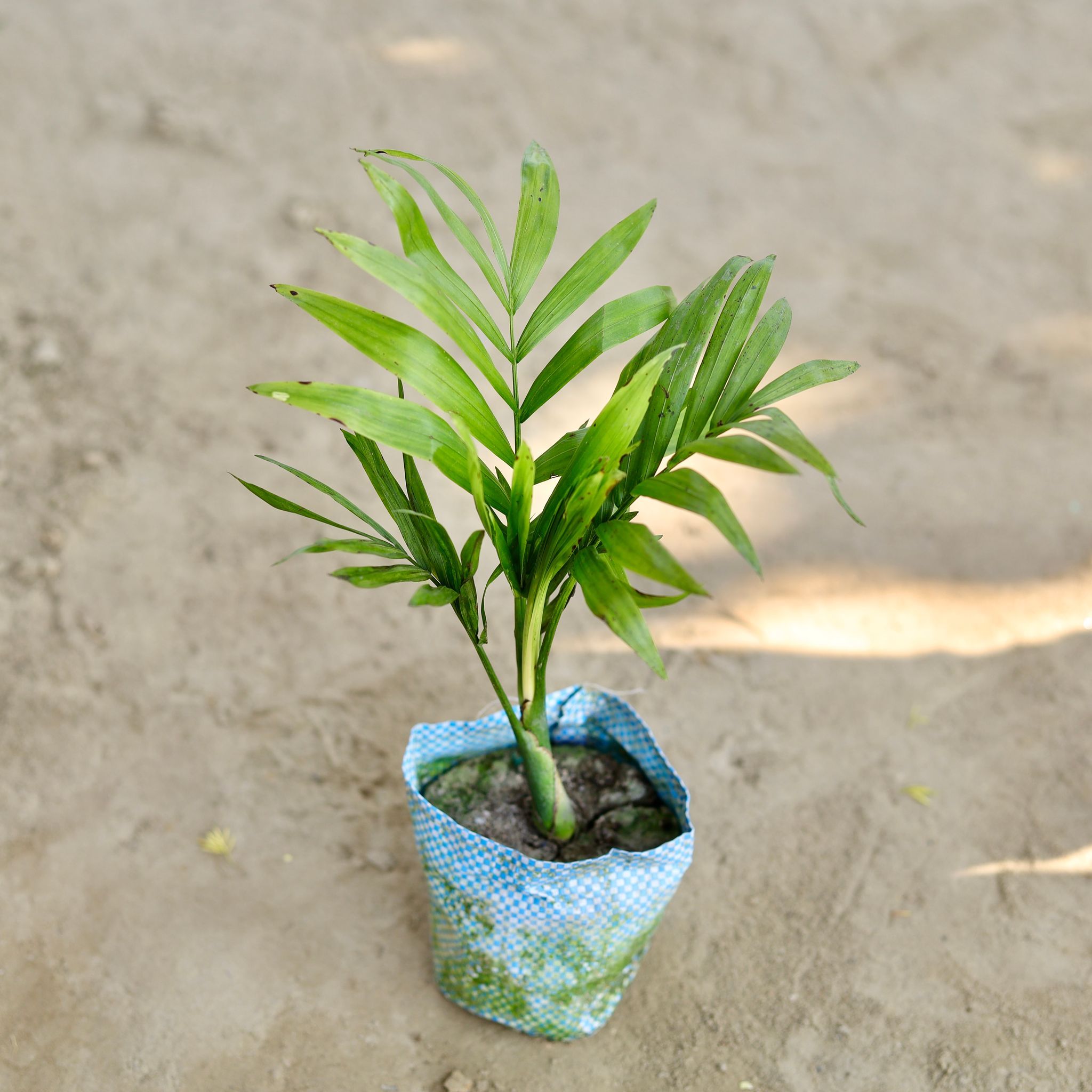 Chamaedorea Palm in 4 Inch Nursery bag