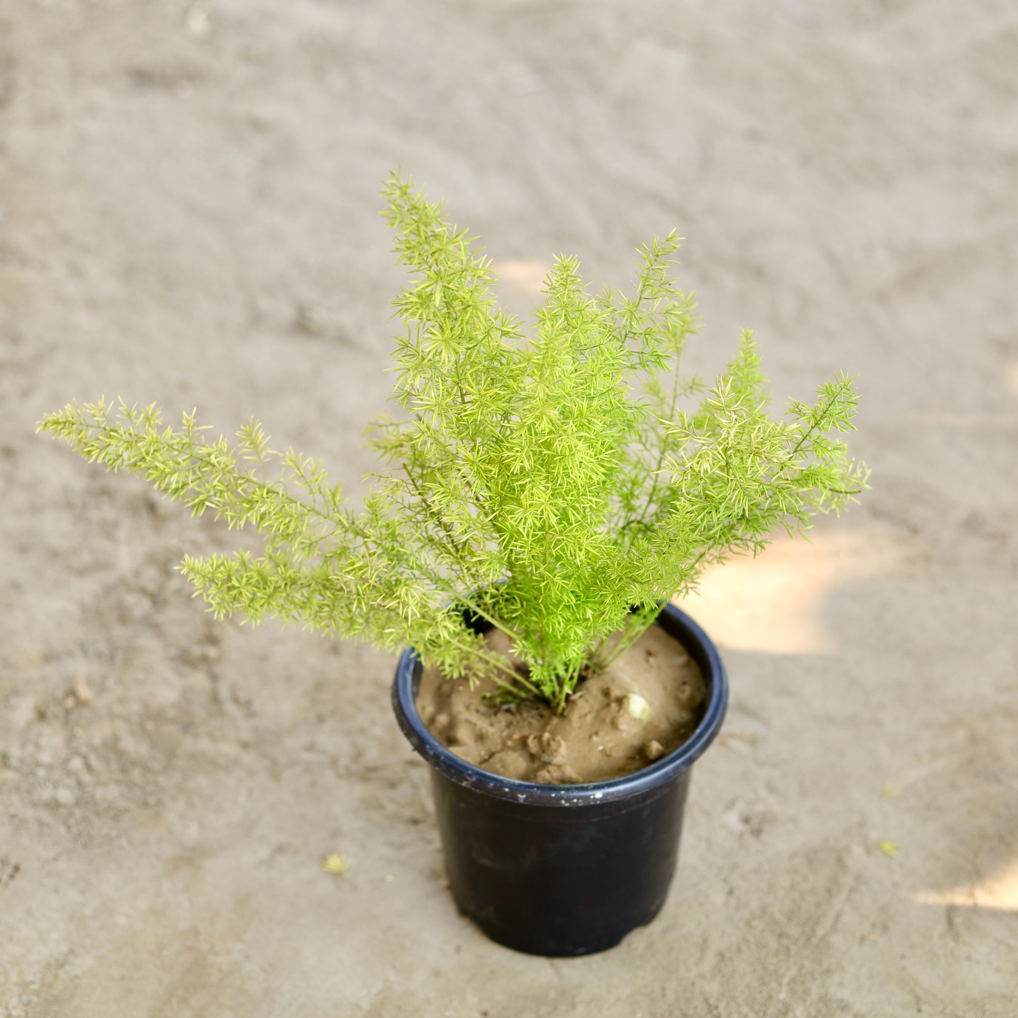 Aspara Mary in 6 Inch Nursery Pot