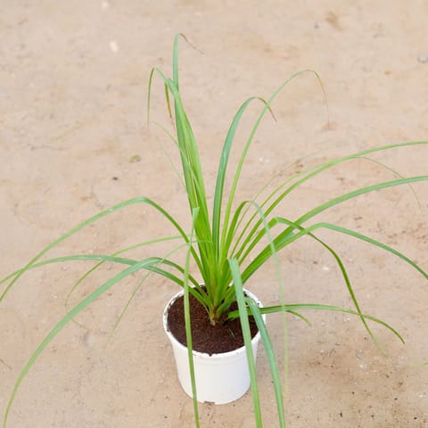 Ponytail Palm / Lolina Palm (~2 ft ) in 6 Inch White Nursery Pot