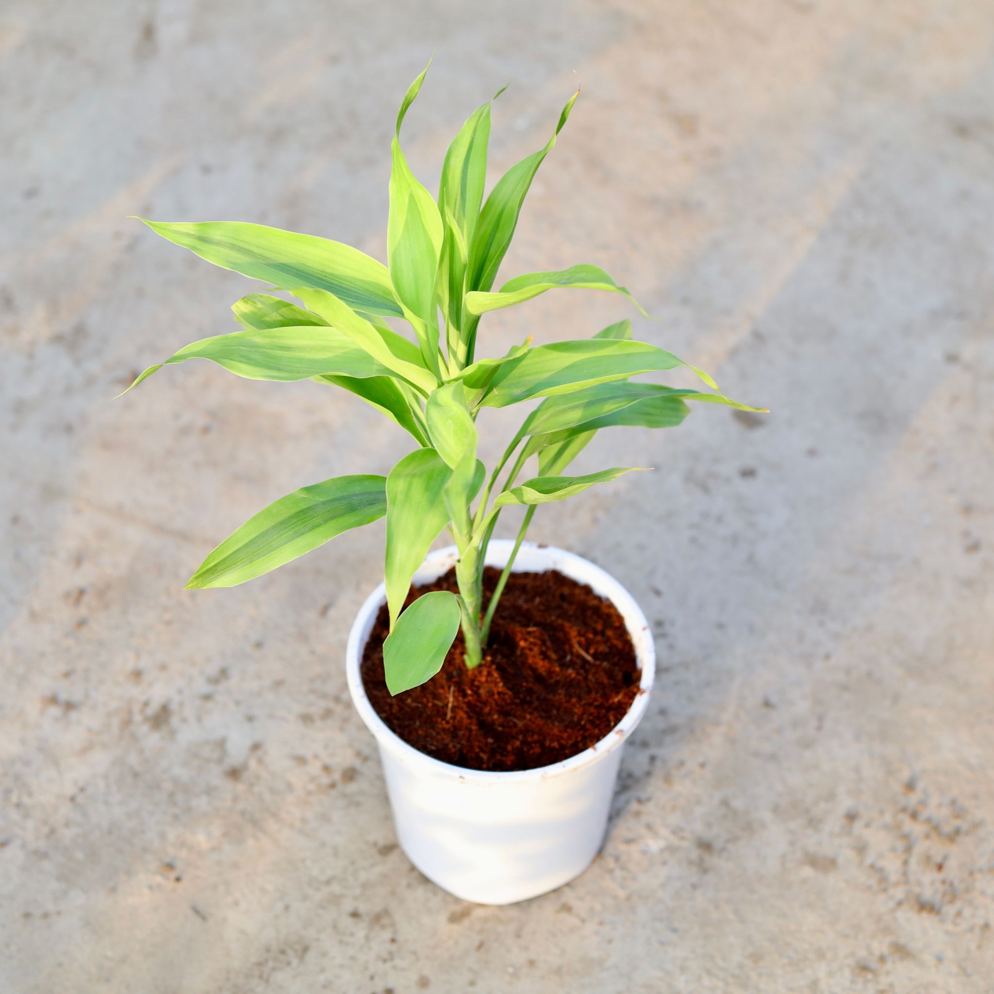 Lucky Bamboo in 6 Inch White Nursery Pot