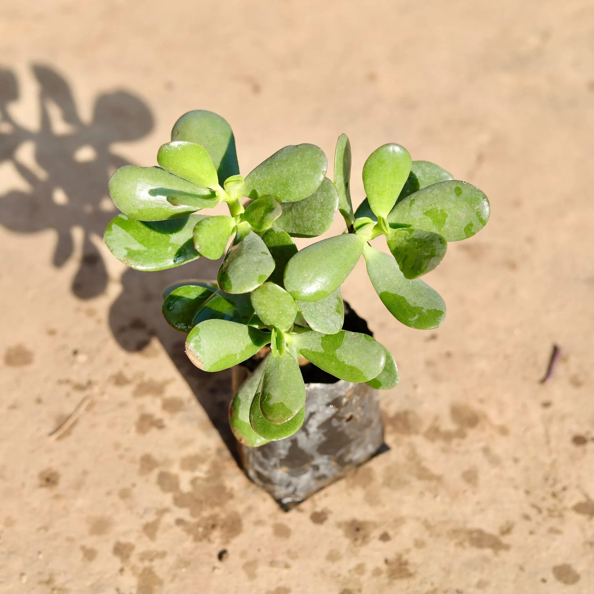 Crassula Ovata / Lucky Jade in 4 Inch Nursery Bag
