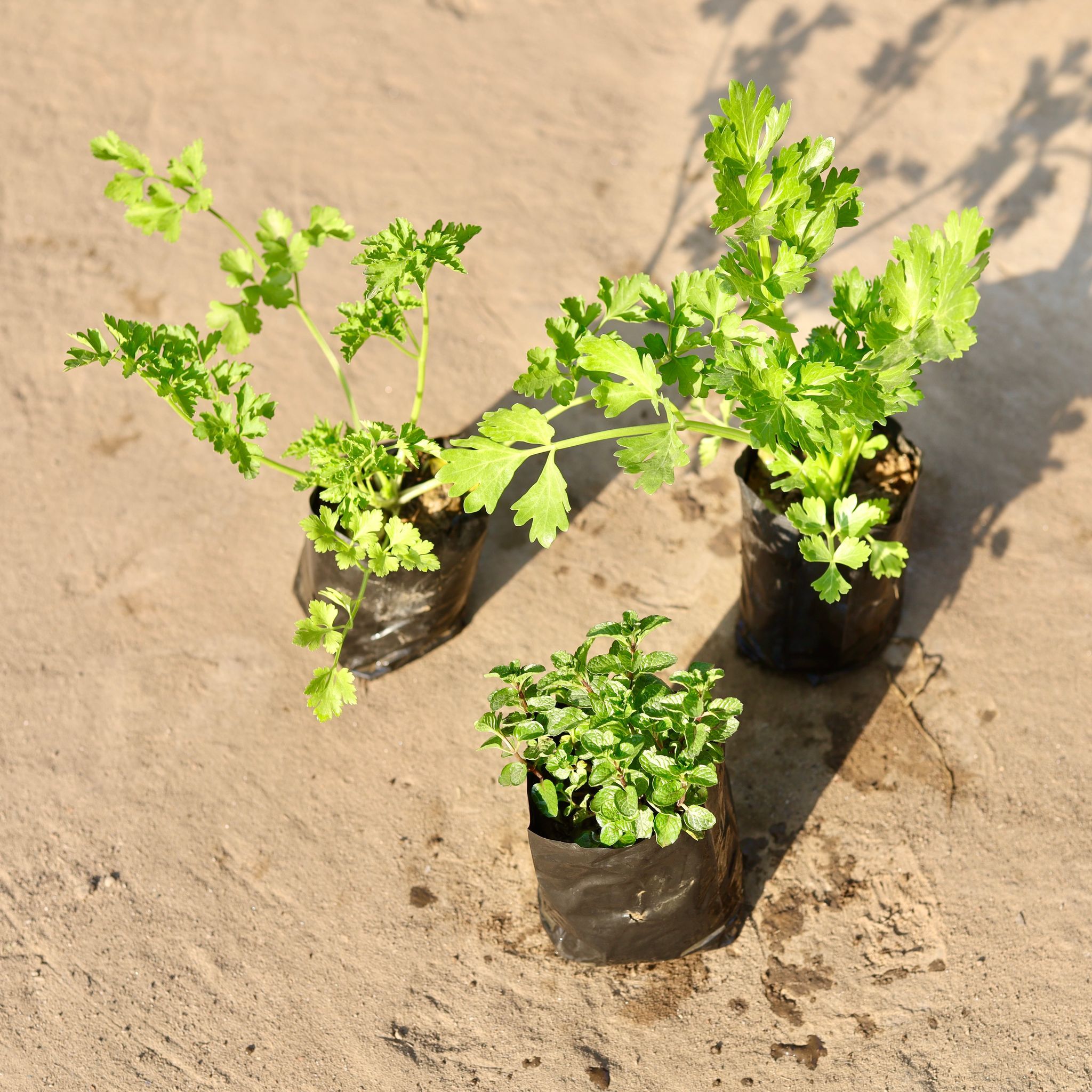 Set of 3 - Celery, Parsley And Mint in 4 Inch Nursery Bag
