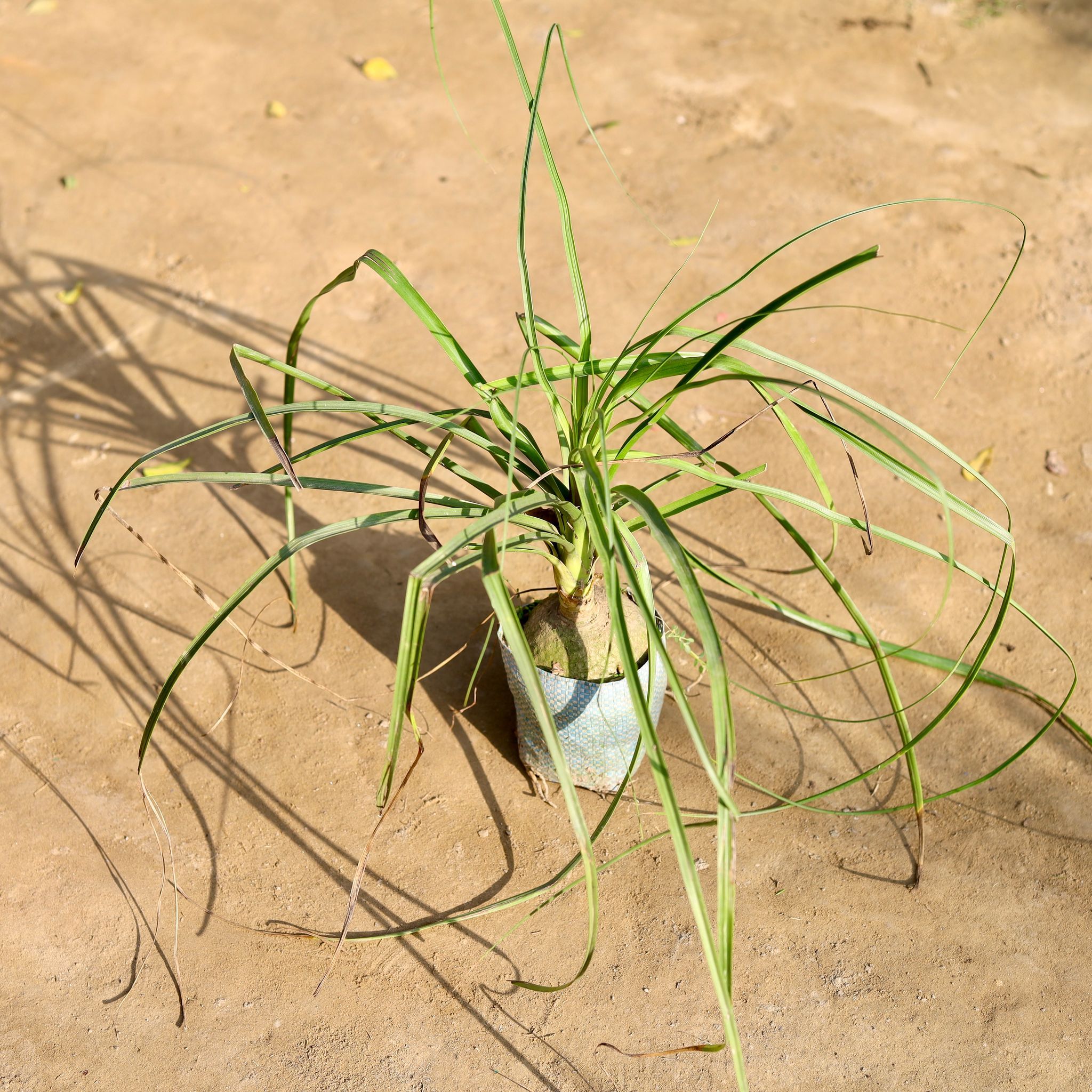 Lolina Palm in 4 Inch Nursery bag