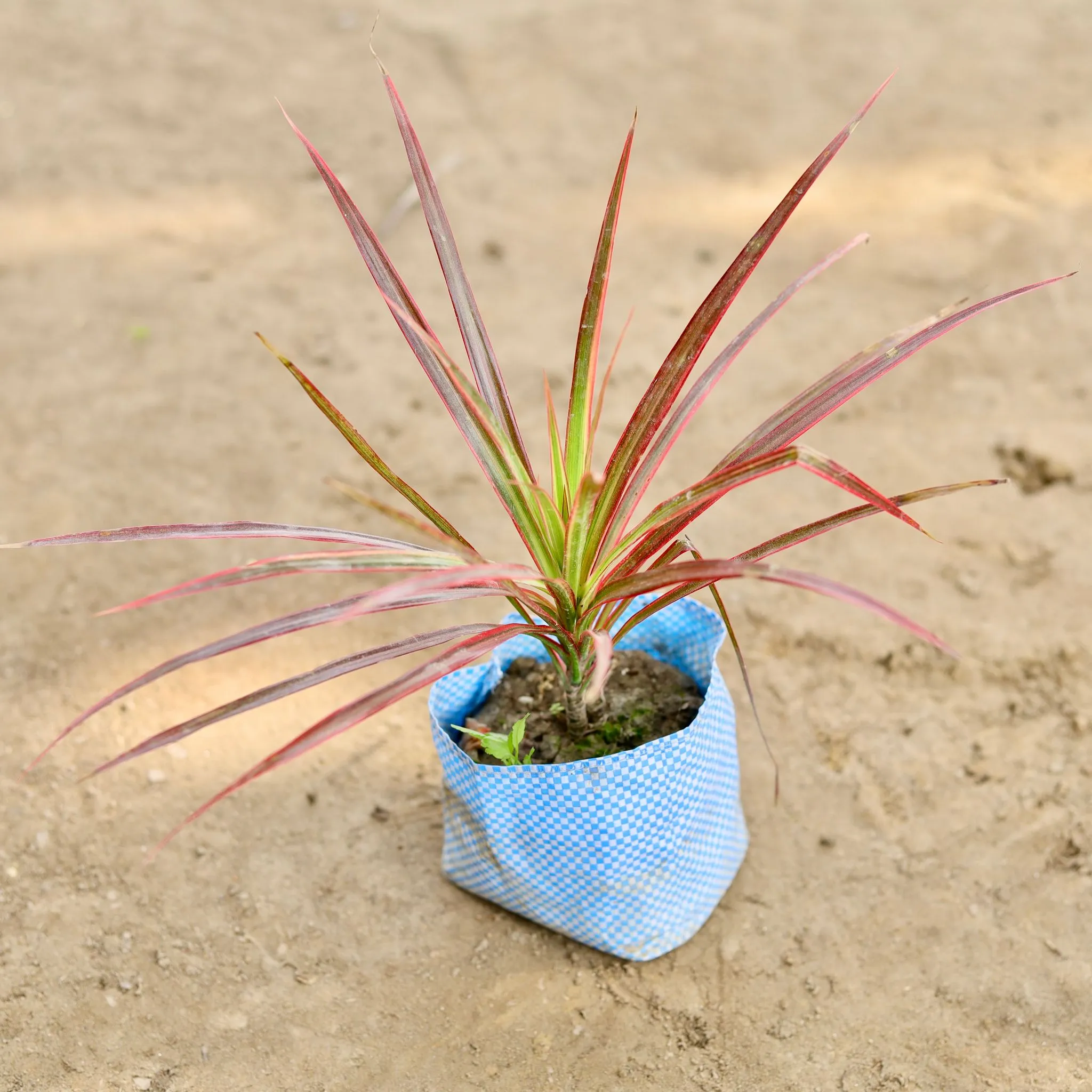Dracaena Colorama / Marginata in 4 Inch Nursery bag