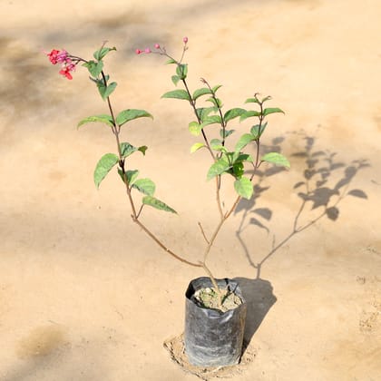 Buy Bleeding Heart (Any Colour) in 5 Inch Nursery bag | Urvann.com