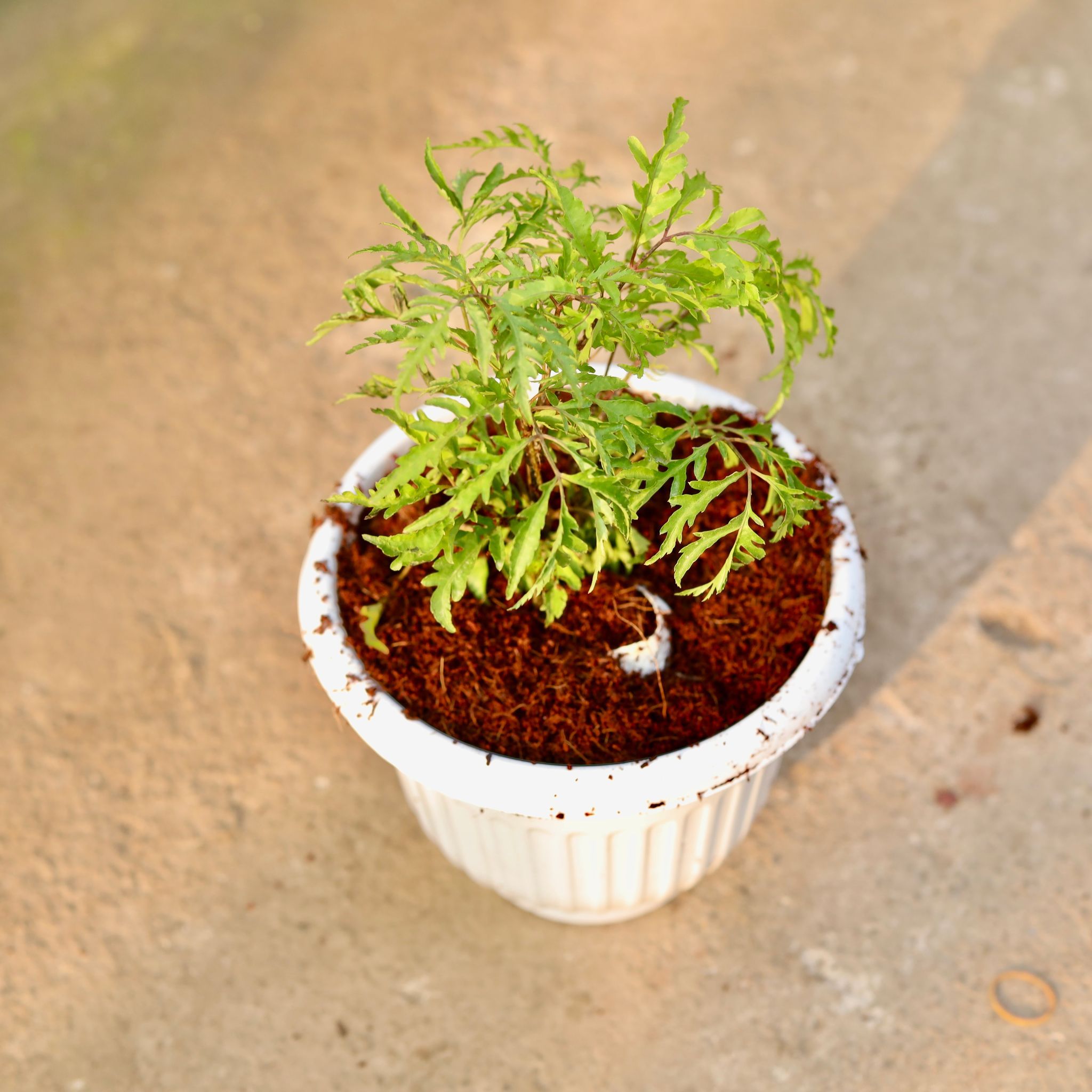 Aralia Neem in 8 Inch White Olive Plastic Pot