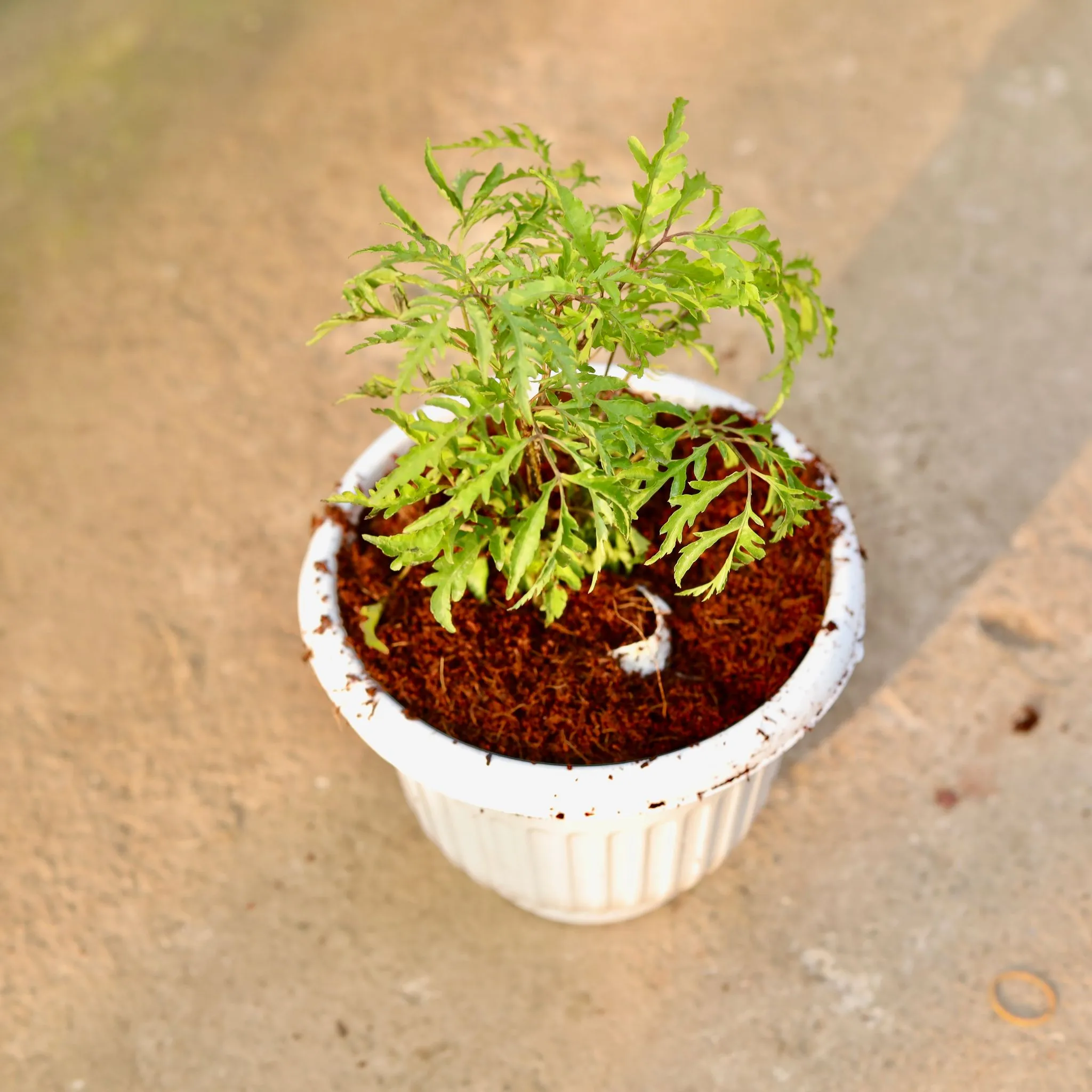 Aralia Neem in 8 Inch White Olive Plastic Pot
