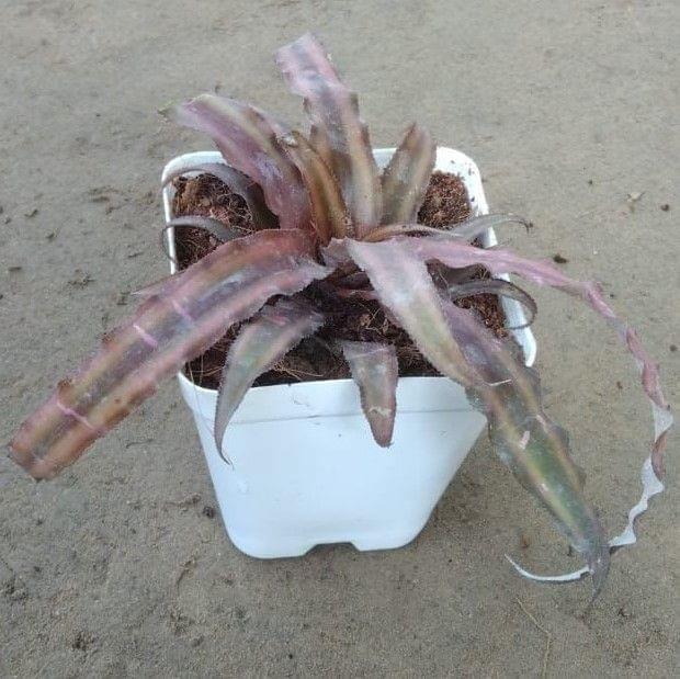 Buy Cryptanthus in 3.5 Inch Square White Plastic Pot Online | Urvann.com Cryptanthus in 3.5 Inch Square White Plastic Pot