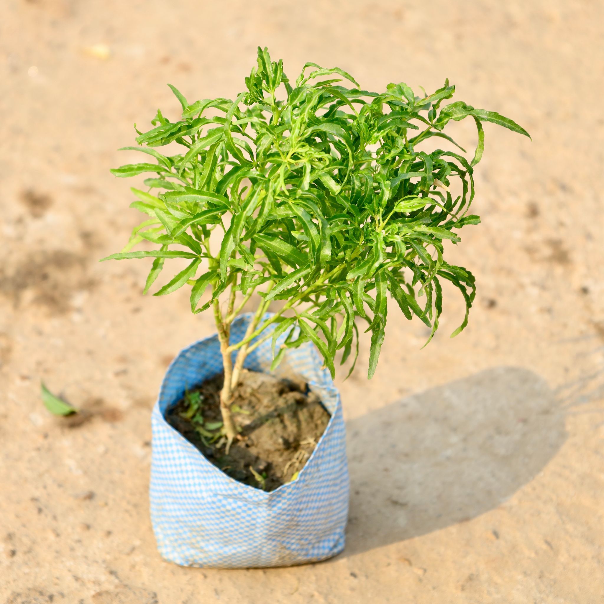Aralia Neem in 4 Inch Nursery Bag