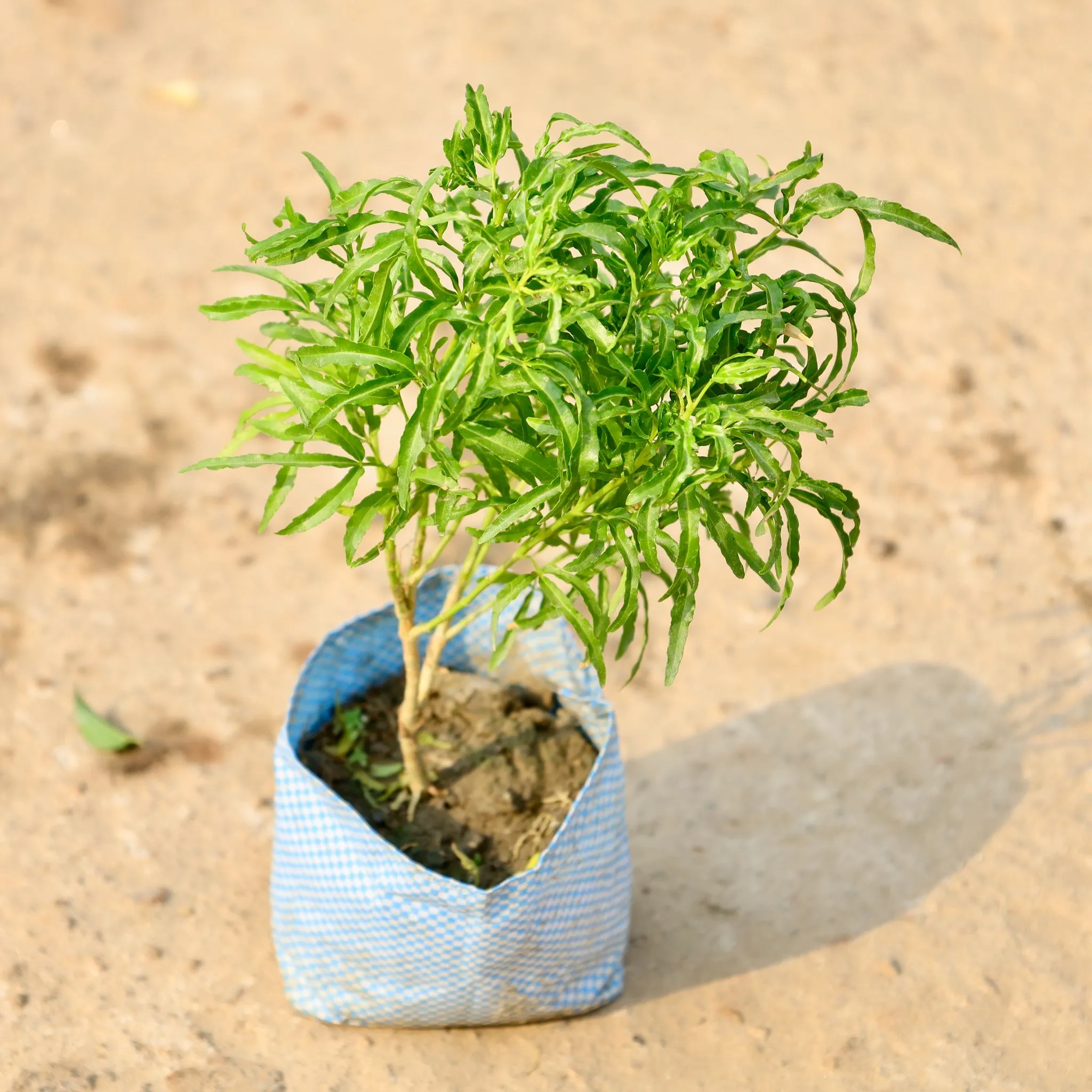 Aralia Neem in 4 Inch Nursery Bag