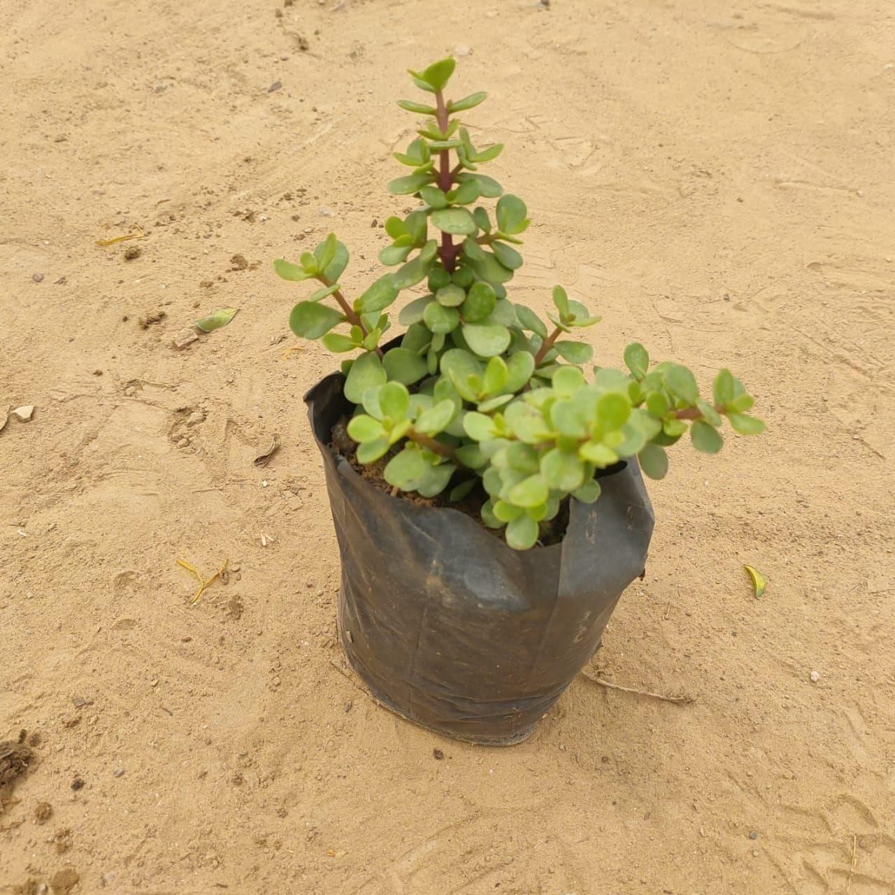 Jade in 4 Inch Nursery Bag