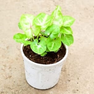 Syngonium Golden/ Neon Dwarf in 4 Inch White Nursery Pot