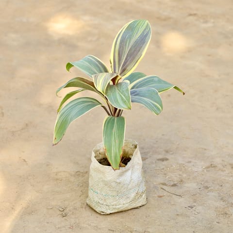 Dracaena Mahatma in 4 Inch Nursery bag