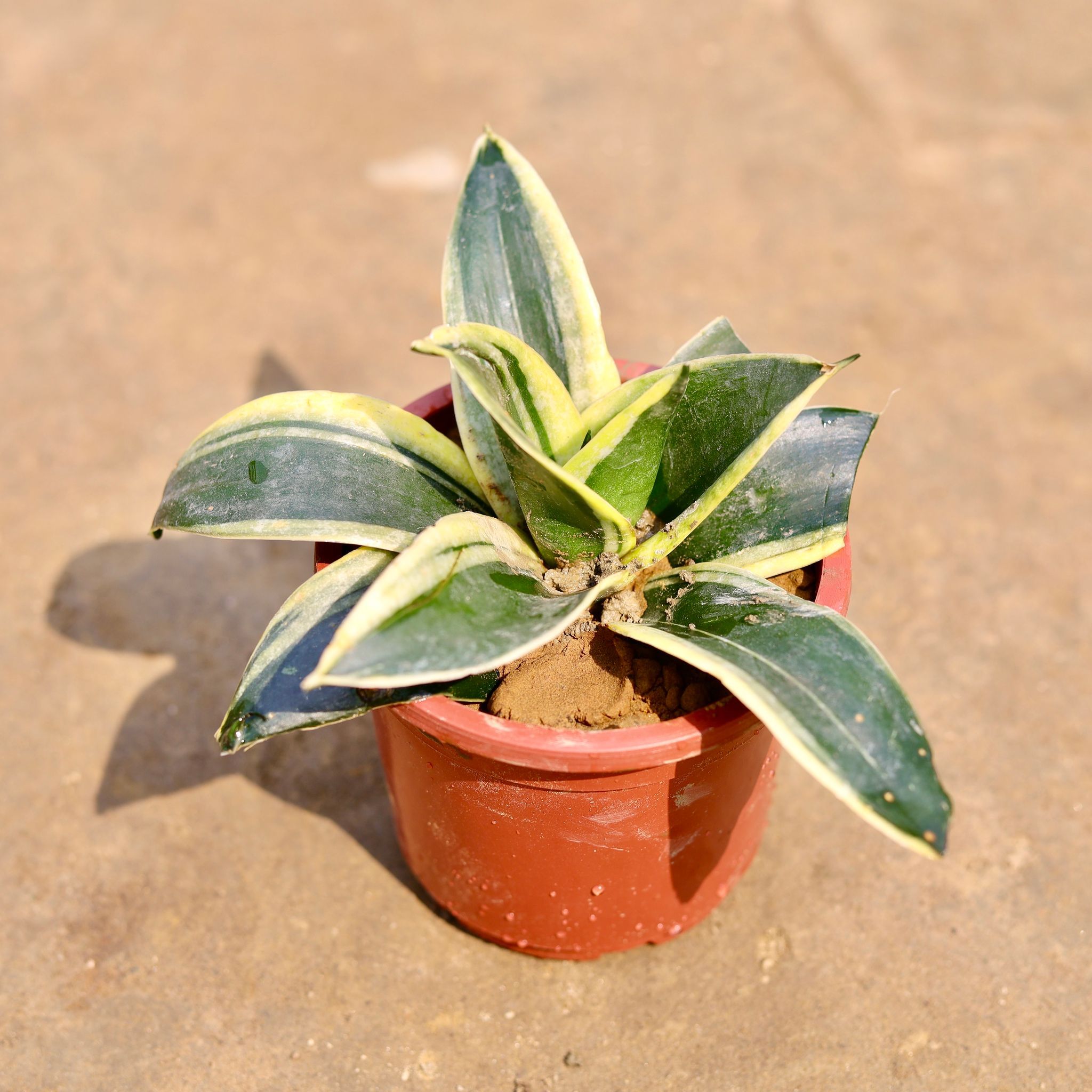 Snake Dwarf in 4 Inch Nursery Pot