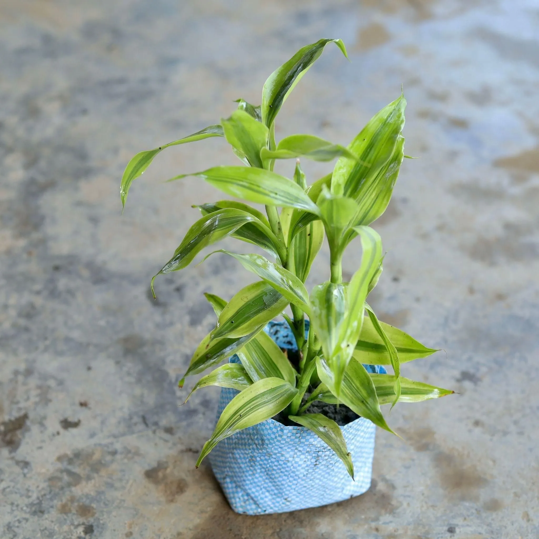 Lucky Bamboo in 4 Inch Nursery Bag