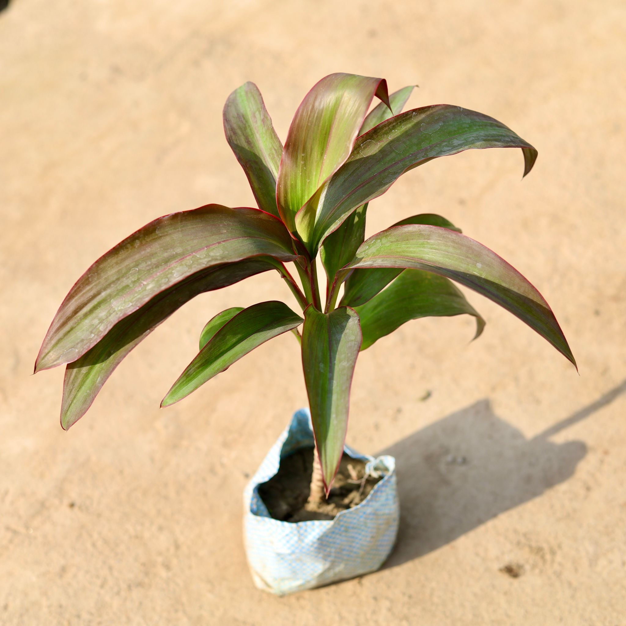 Dracaena Rosea in 4 Inch Nursery Bag