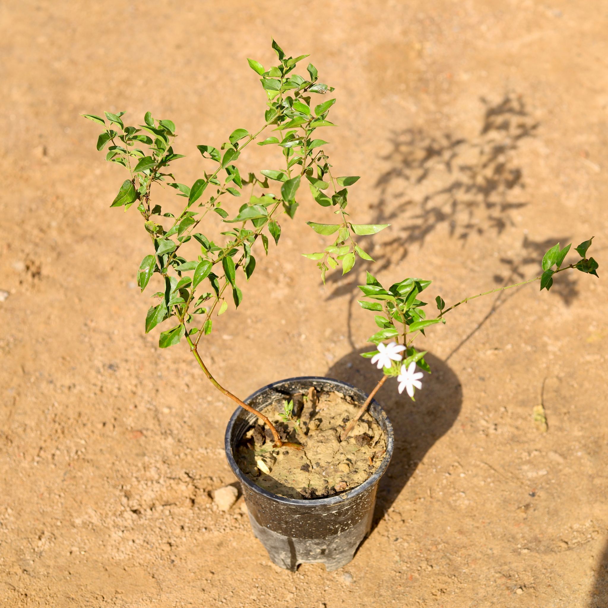 Star Jasmine / Kund Bel White in 6 Inch Nursery Pot