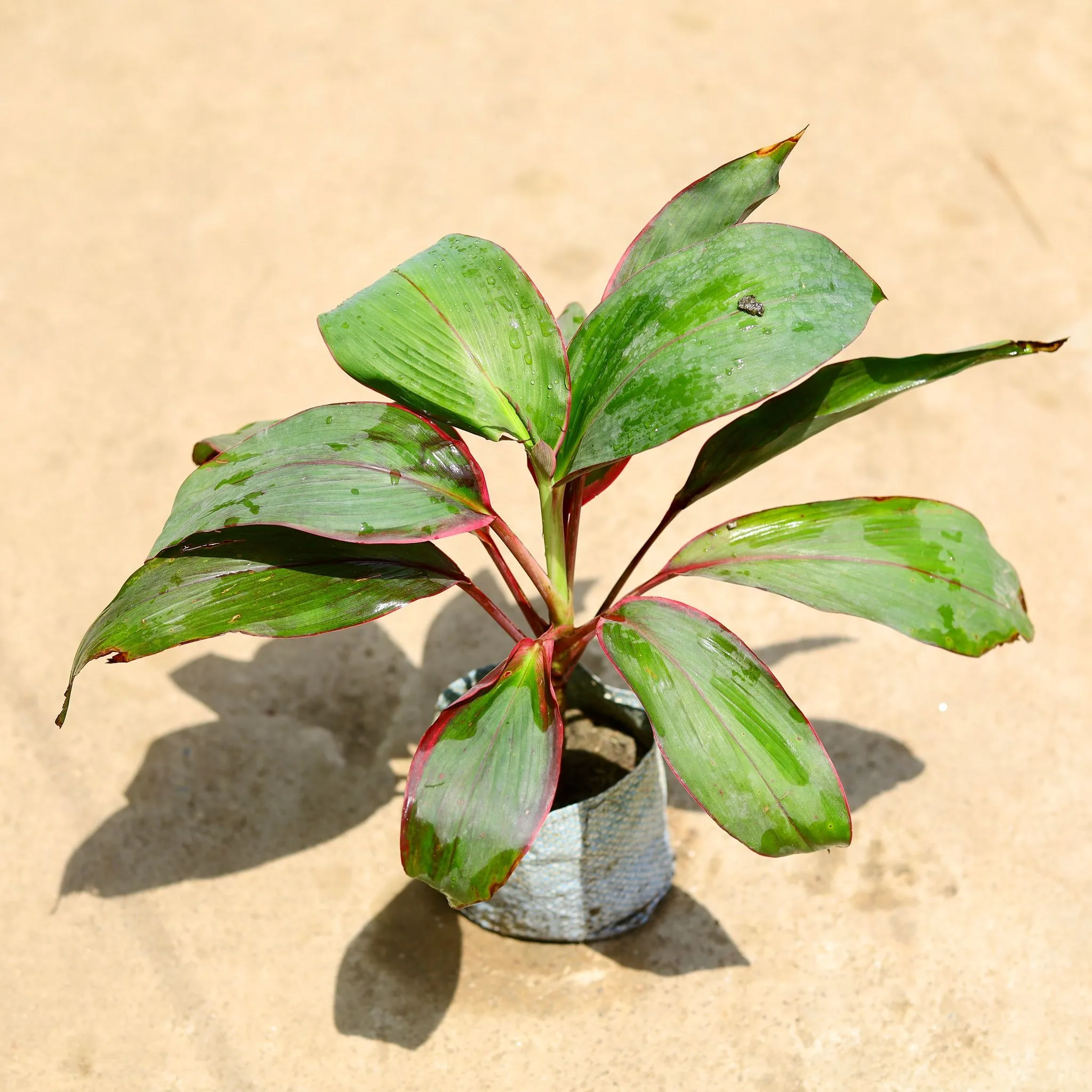 Dracaena Kedarnath in 4 Inch Nursery Bag