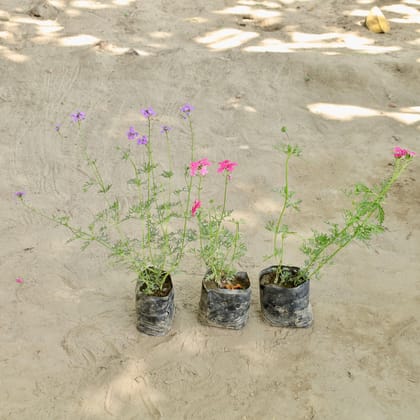 Buy Set of 3 - Verbena (Any Colour) in 4 Inch Nursery bag Online | Urvann.com