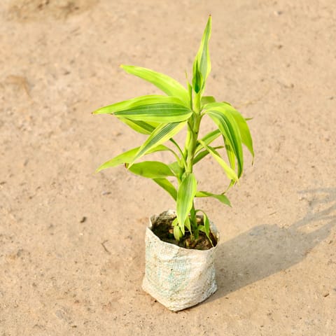 Lucky Bamboo in 4 Inch Nursery Bag