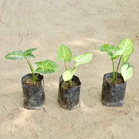 Set of 3 - Syngonium (Any Colour) in 4 Inch Live Fresh Plant Nursery bag in Sector 36