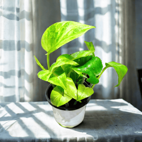 Money Plant Vareigated in 4 Inch Nursery Pot